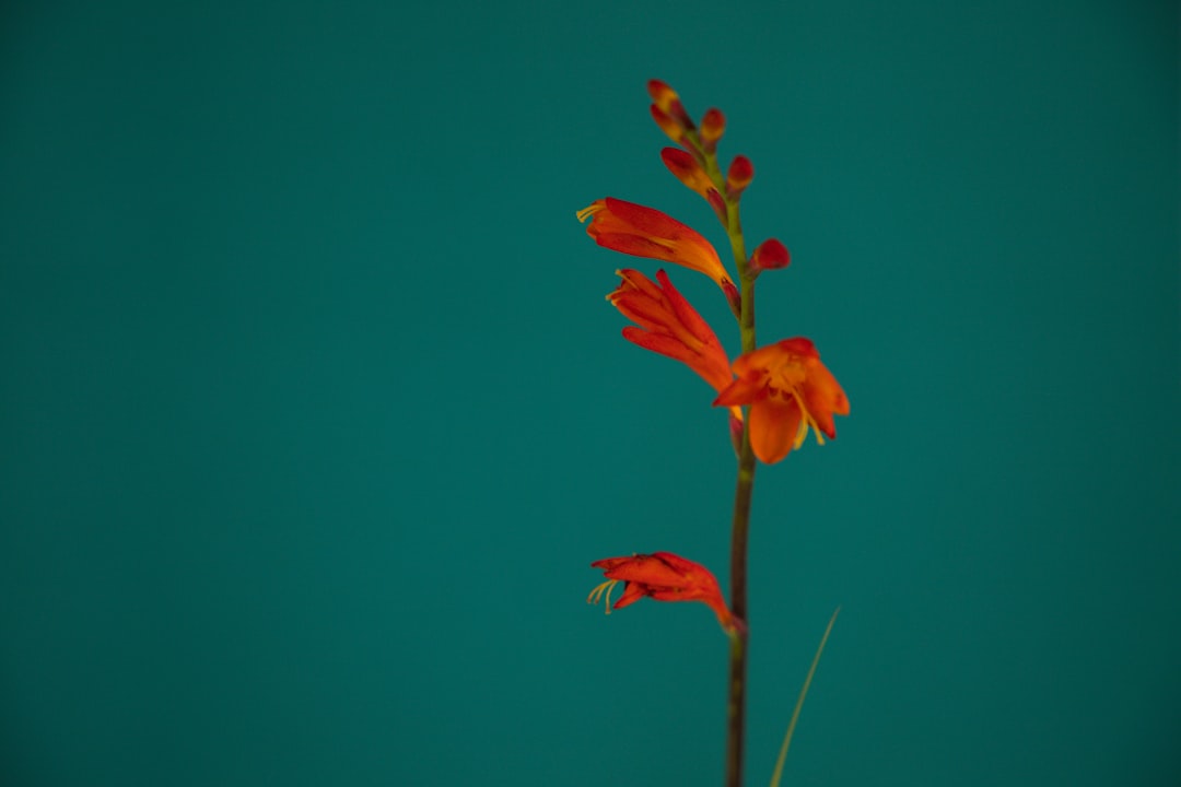 Photo turquoise color