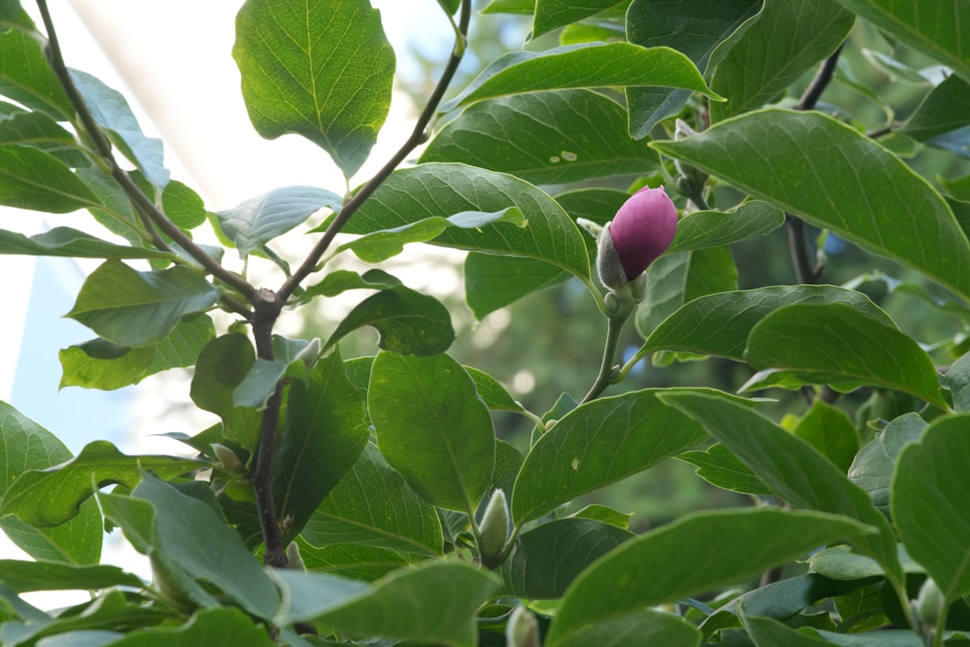 Photo pistachio color