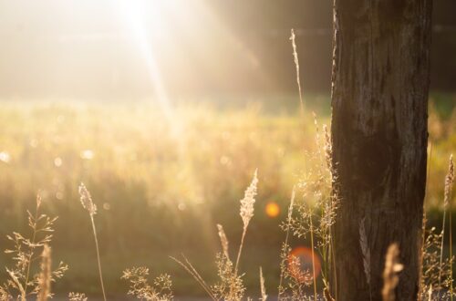 Photo sunny day
