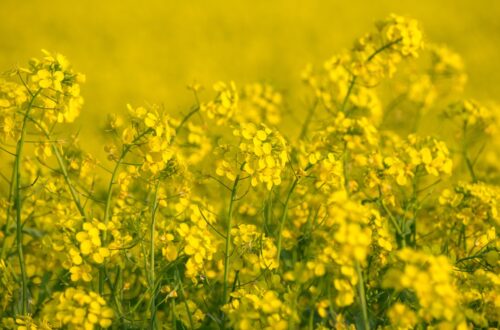 Photo mustard color