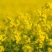 Photo mustard color