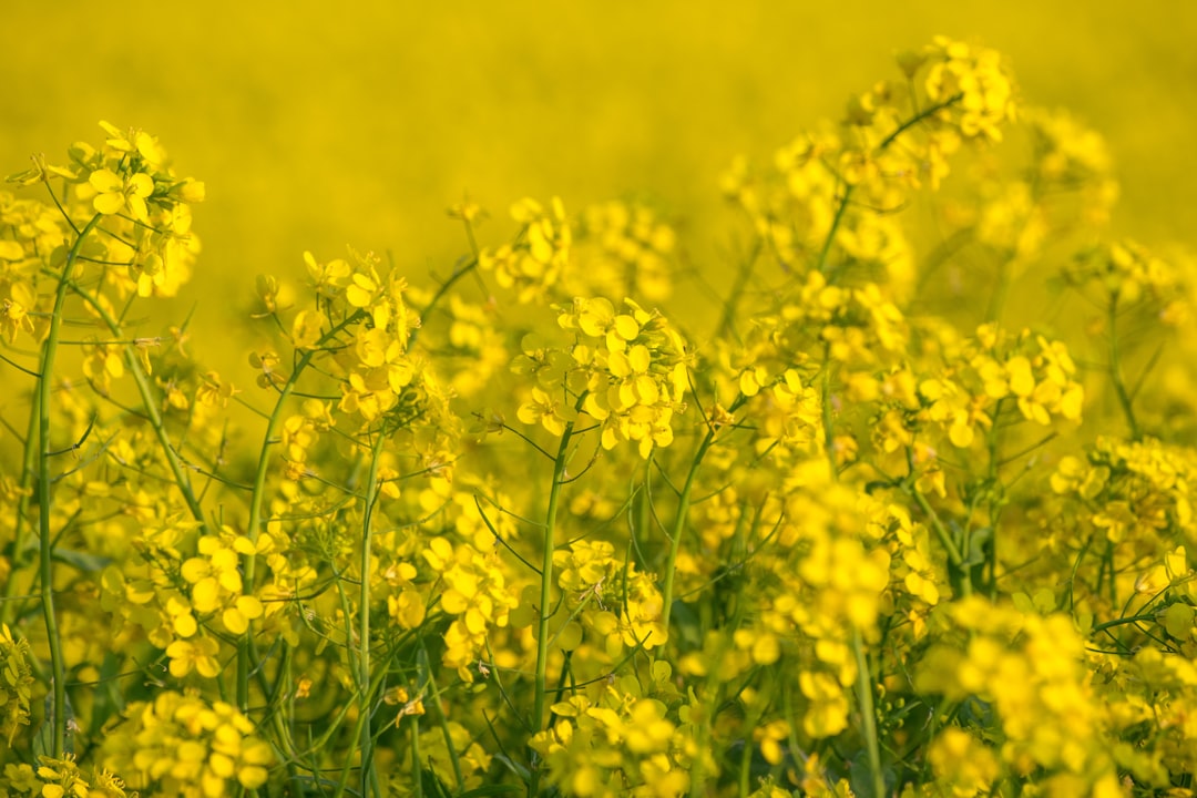Photo mustard color